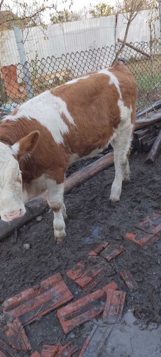 Viteza bălțată românească