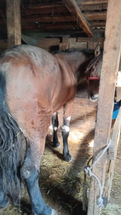 Семіз Байтал откормнан