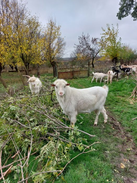 Продавам пръч на 2 години