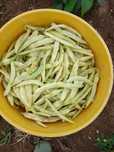 Fasole verde bio