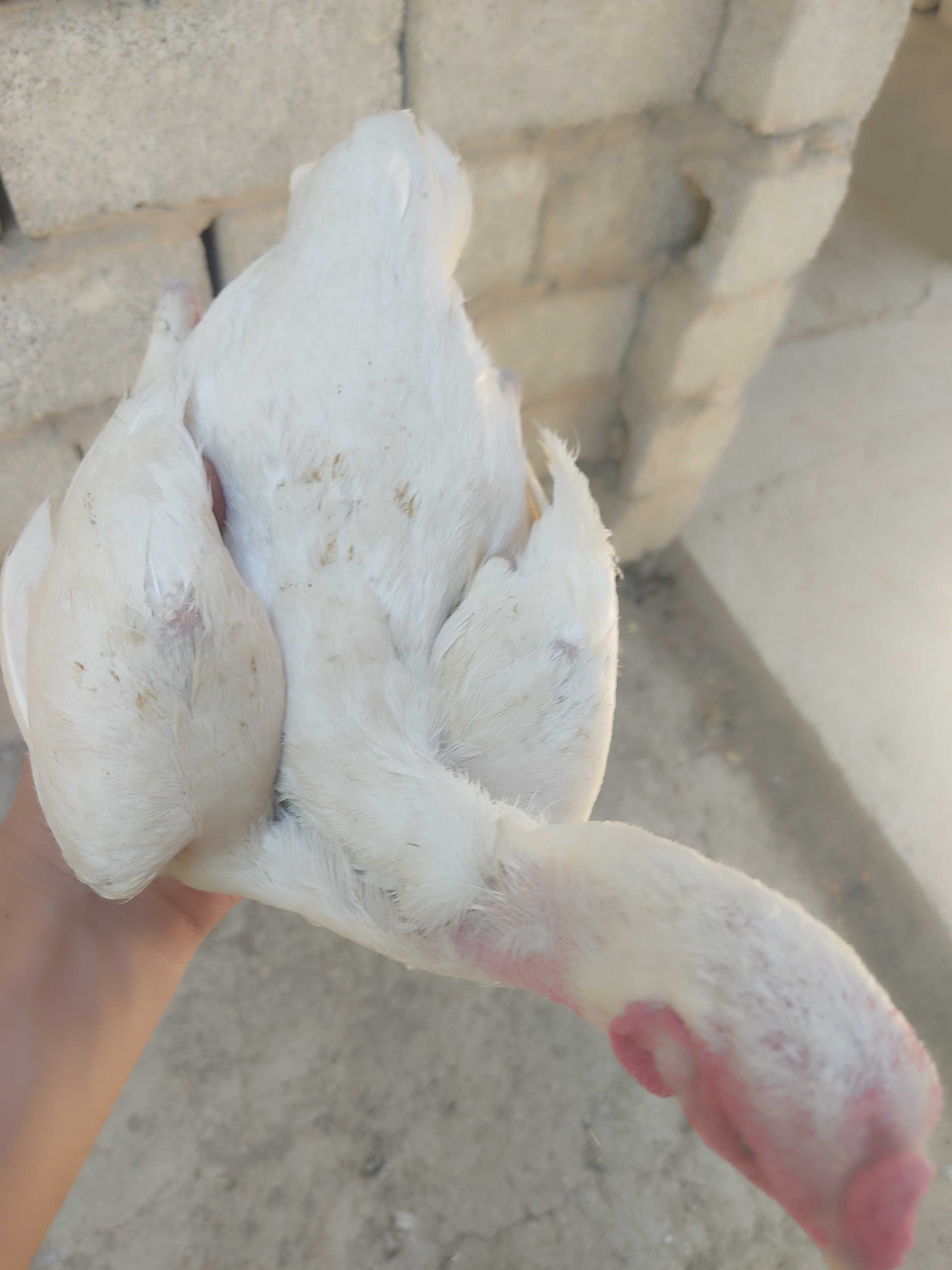 Sogʻlom ko shamo parala