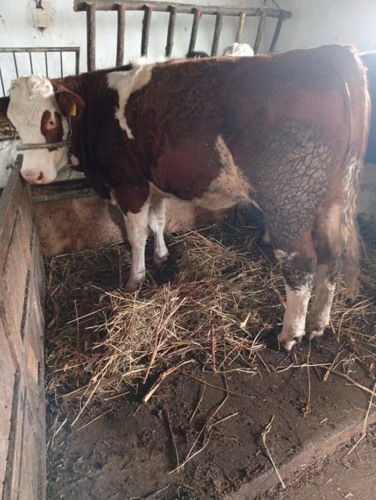 Vând juninca de tinut