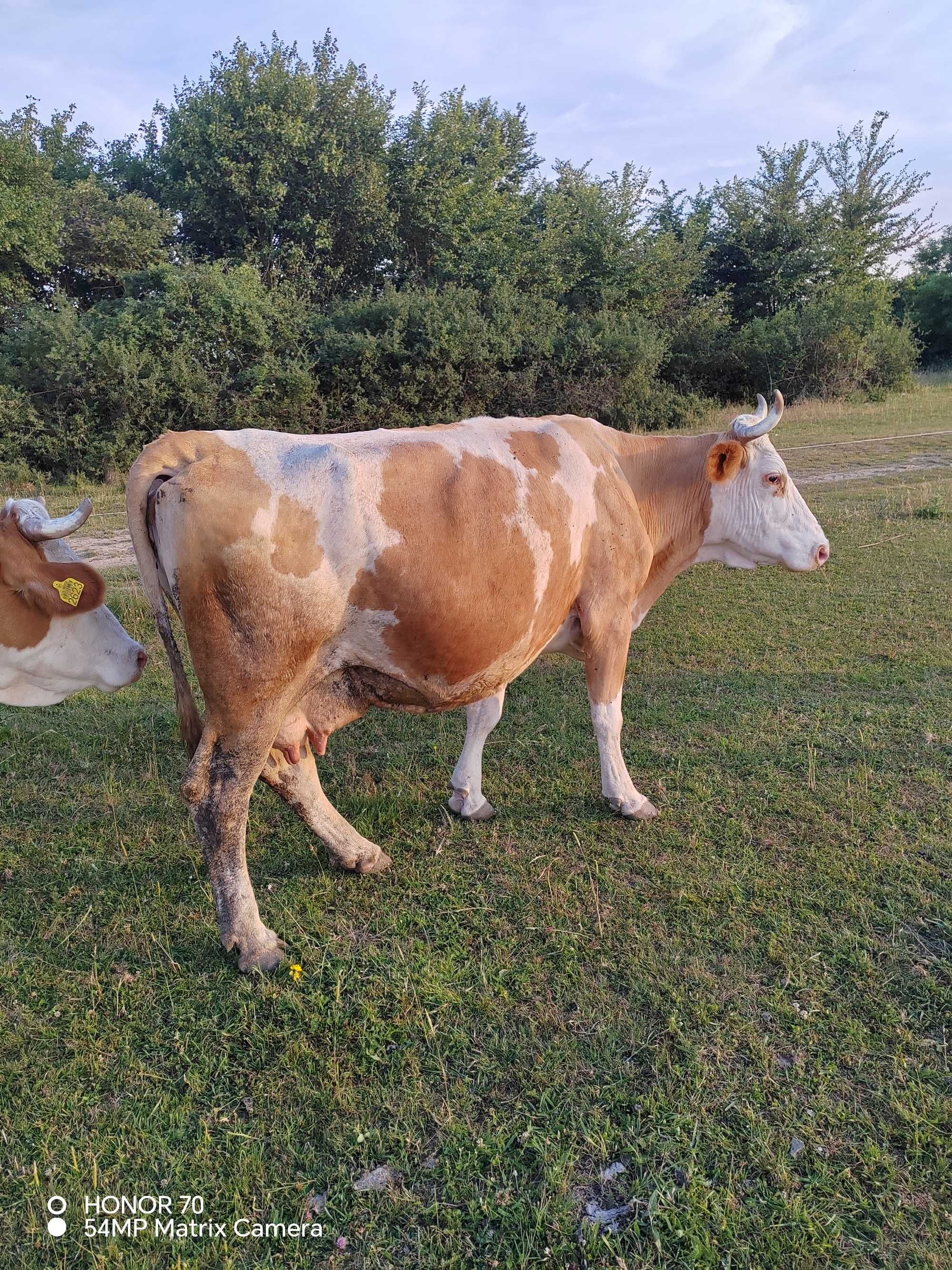 Vaca gestanta în a 8 a luna