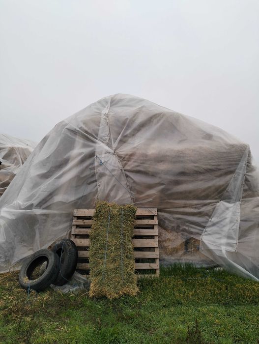 Vând baloți de lucernă