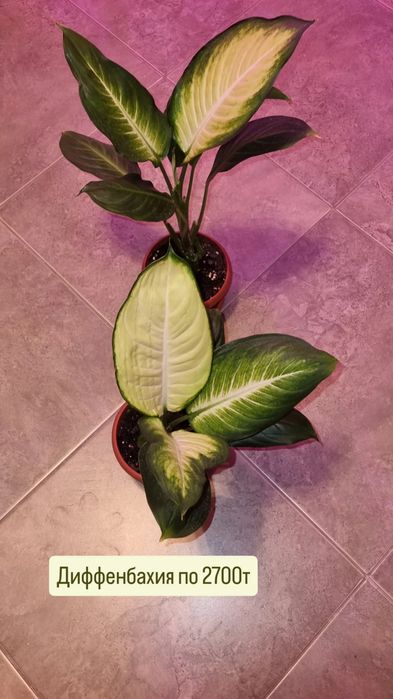 Готовые комнатные цветы в школу, в офис