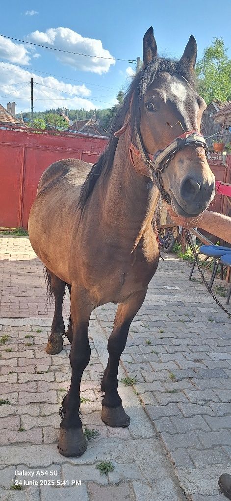 vând mânz de doi ani sau schimb cu vaca cu lapte
