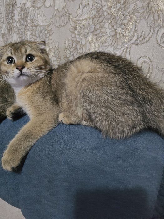 Продаю котенок Скотиш Фолд