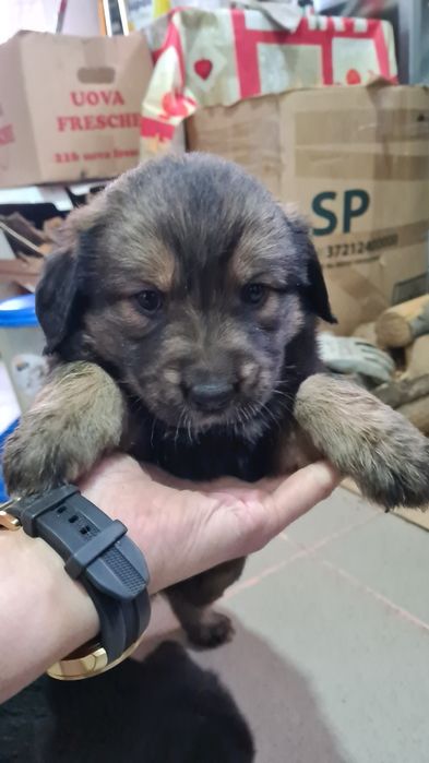 Donez trei cățelușe