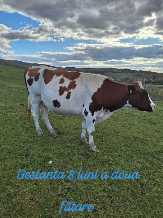 Bălțată Româneasca, cu certificat de origine.