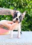 Baietel boston terrier cu pedigree