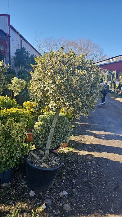 Leleandy tuia smarald laur englezesc magnolia grande flora