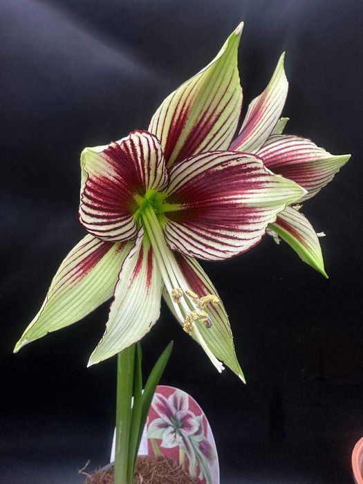 Сортовые гиппиаструм Papilio и Toska или амарилис