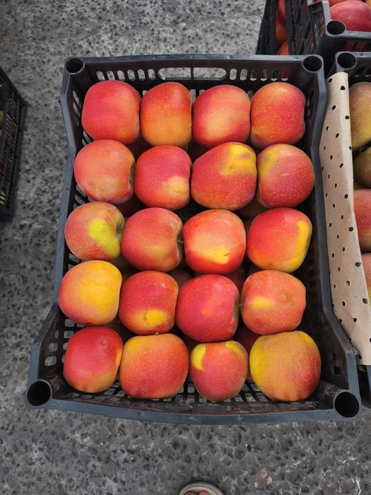 Самарканд Шредер кучатлари ишончли ва сифатли