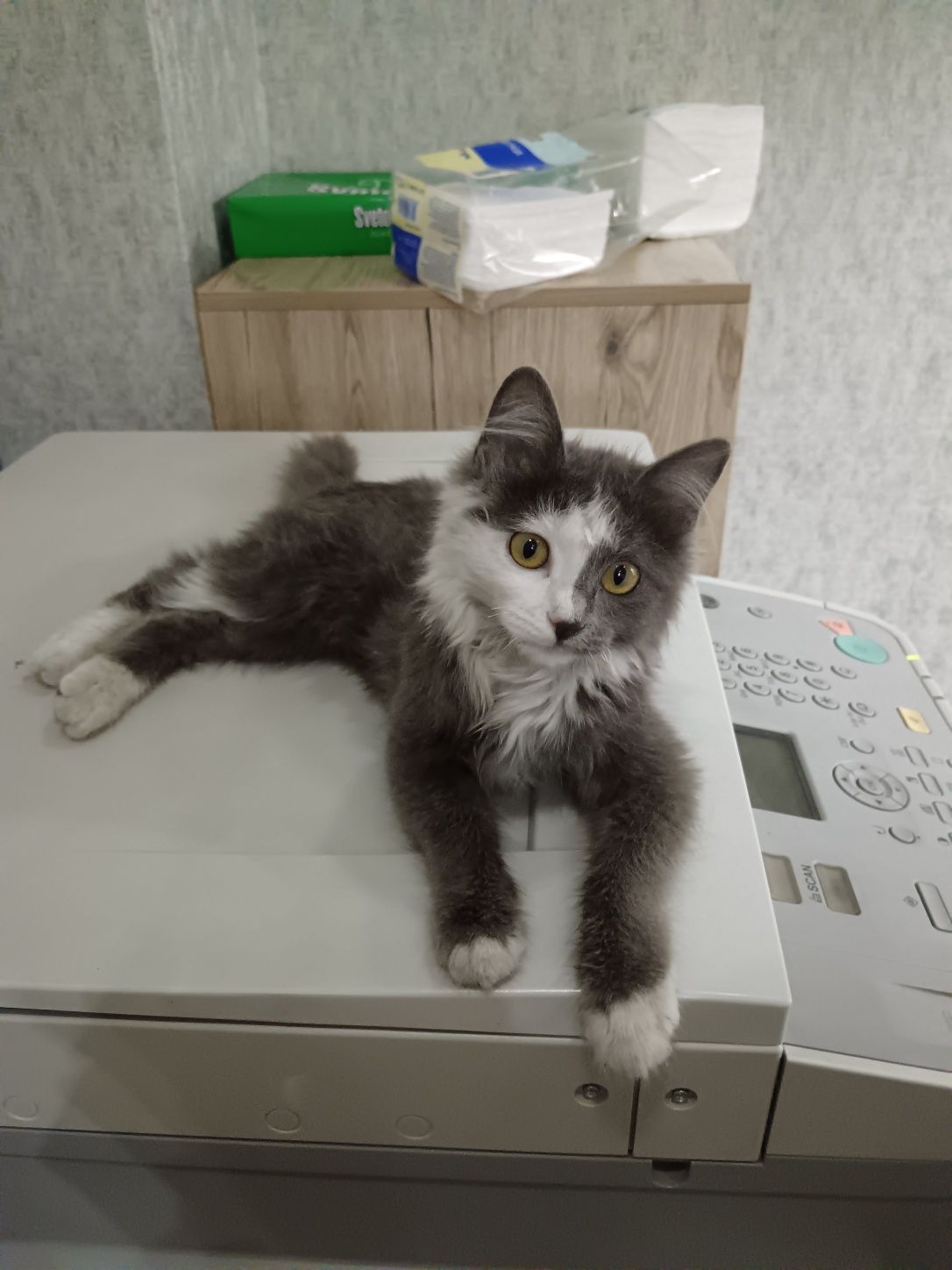 Пристраивается котенок в ответственные руки!