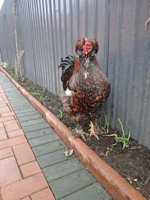 Vand cocoși tineri moțați