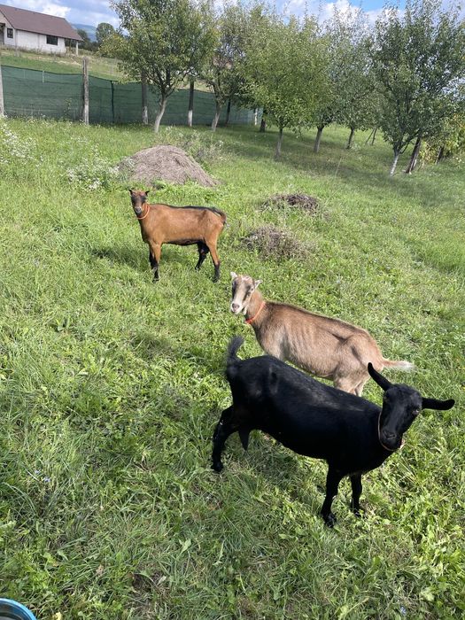 Vand sau schimb capre alpina franceza si anglo nubian