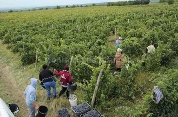 Vând Struguri de vin productie proprie 2025