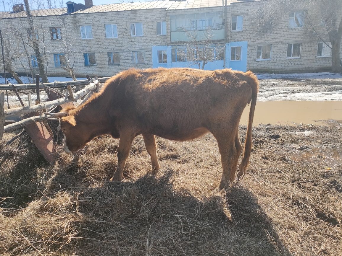 *Сиыр сатылады буаз жақын арада туады алла қаласа, қалаға жақын жерде