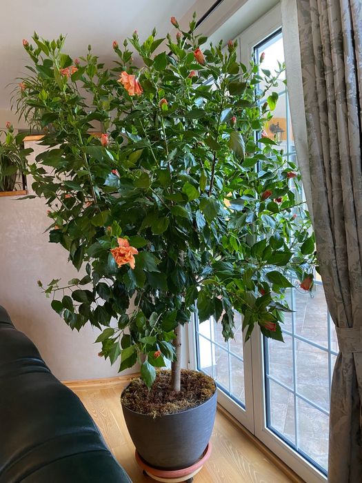 Vand trandafir japonez