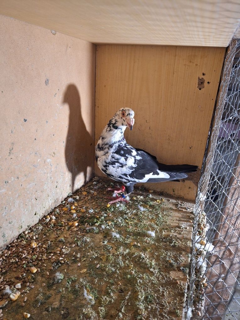 Porumbei voiajori stil vechi