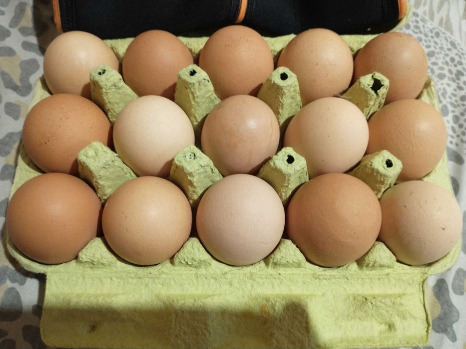 Vand oua de tara bio