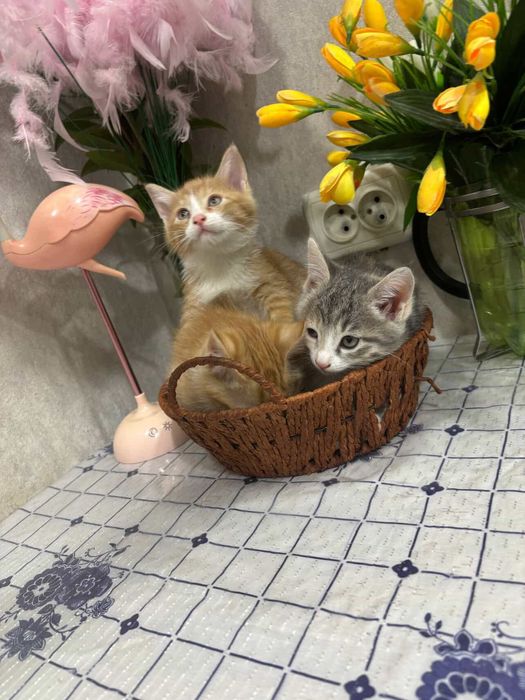 Отдам котят в хорошие руки