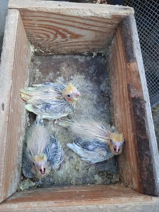 Diferite rase de Papagali