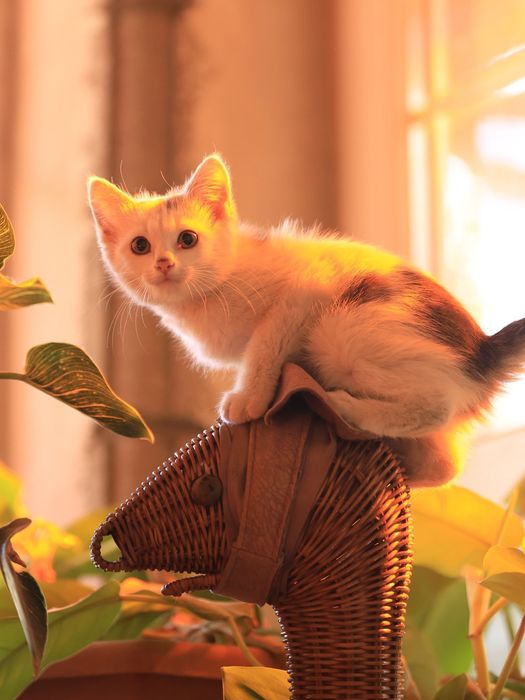 Котенок в поиске дома и ответственной семьи!