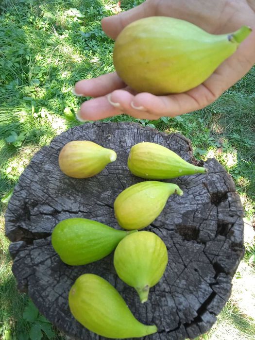 Smochin Francesca Uriaș Formă Pară în Ghiveci 60 - 90cm