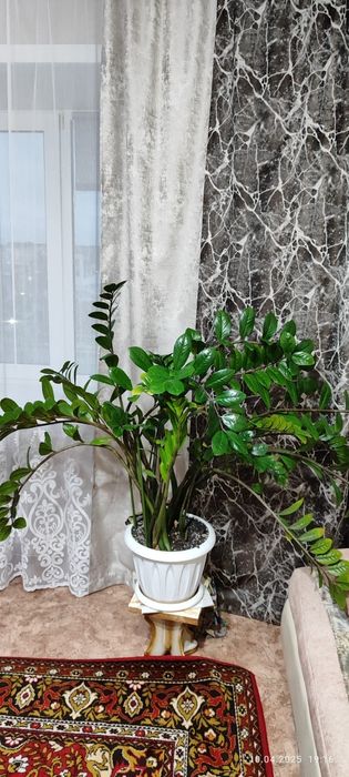 Продам цветок, замиакулькос.