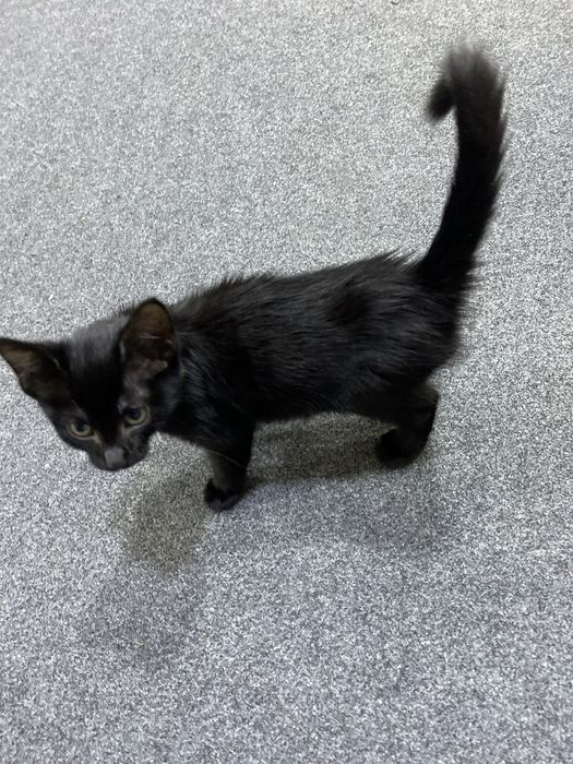 Mushuk tekinga bervoraman