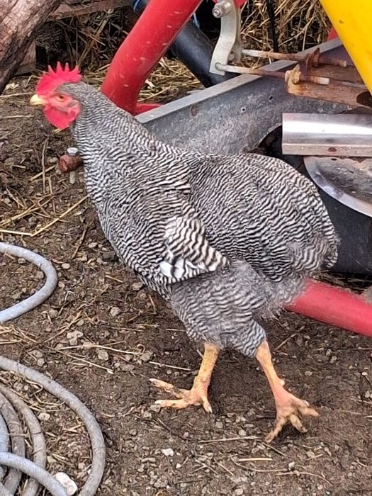 Cocoși playmonth 100 de lei buc