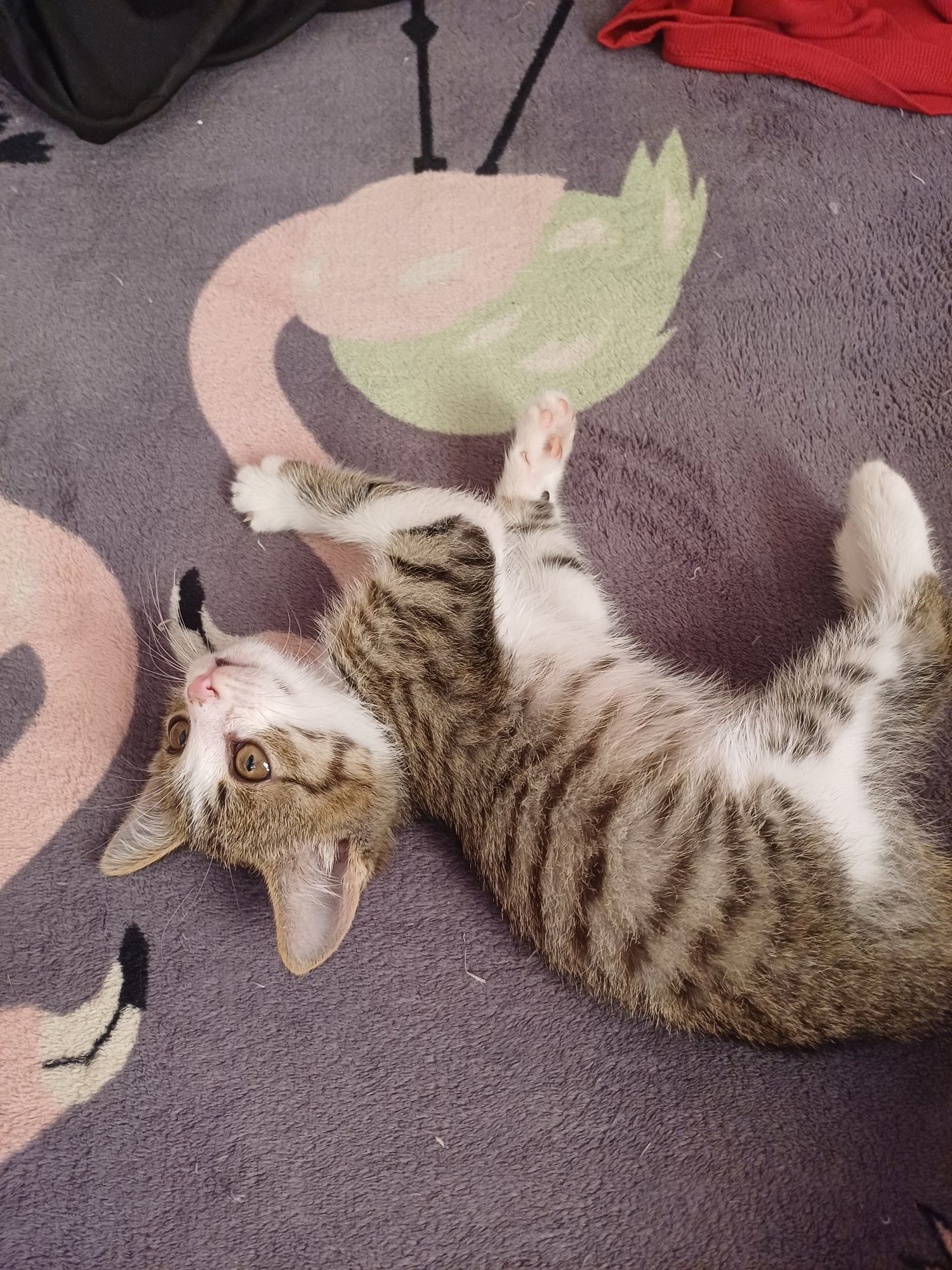 Котёнок бесплатно