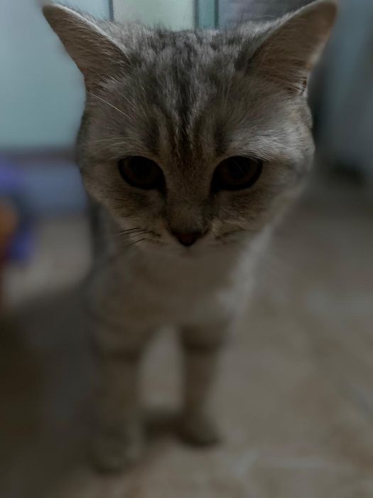 Кошку отдам даром