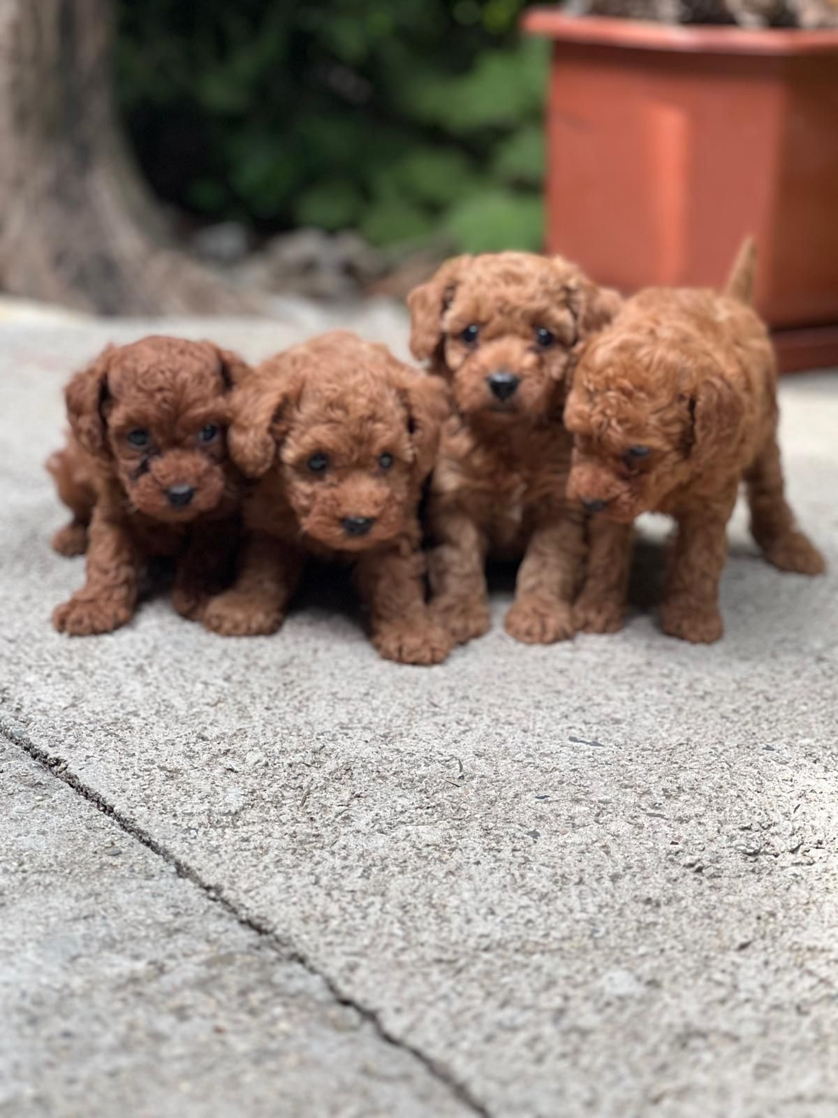Пудел Той/ Poodle Toy