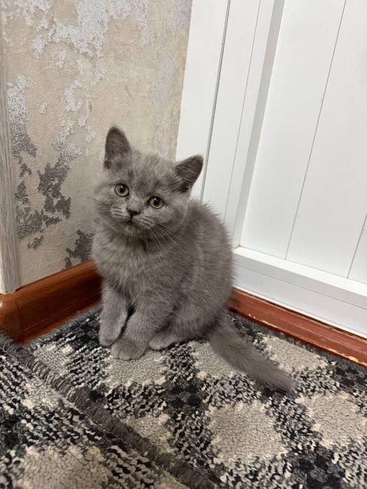 mushukchala sotiladiii!!!