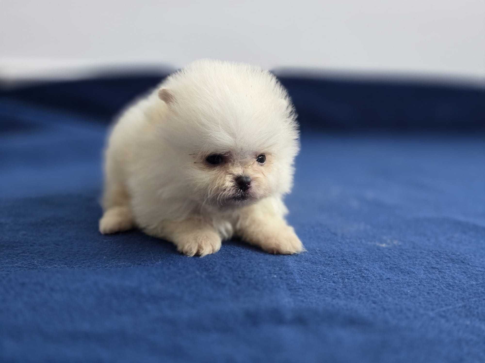 Pui Pomeranian toy alb
