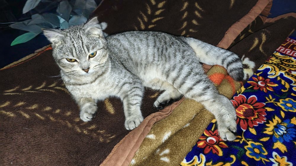 Skotish Fold sotiladi