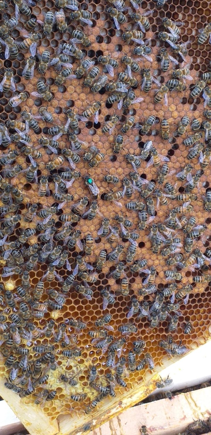 Famili de albine si roi de vânzare