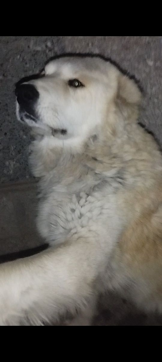 Alabay zotli boribosar sotiladi!!! 6 oylik aqilli