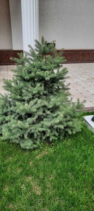 Продам свои голубые ели
