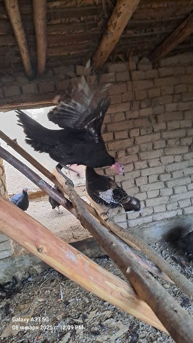 Уй шароитида очирилган куркалар сотилади