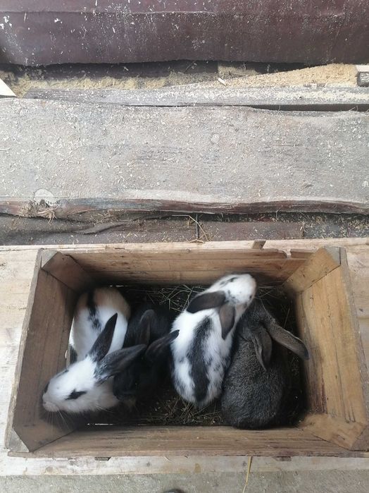 Продавам зайци!20-25лв.