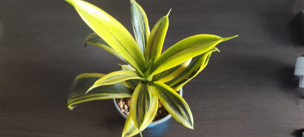 Сансевиерия голден флейм