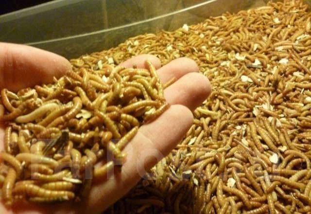 Продам мучника КО для рептилий и птиц