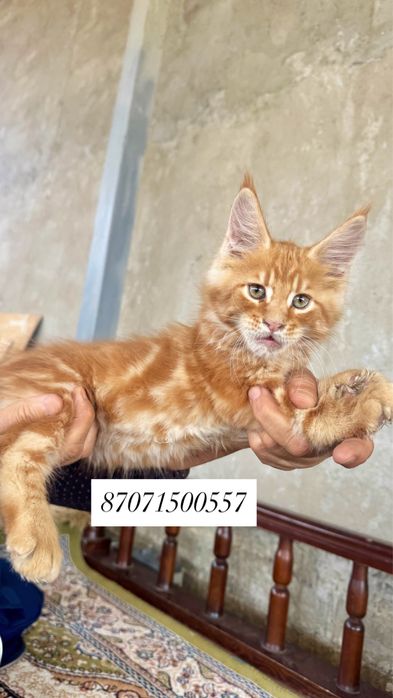 Мейнкун  котенок крупный
