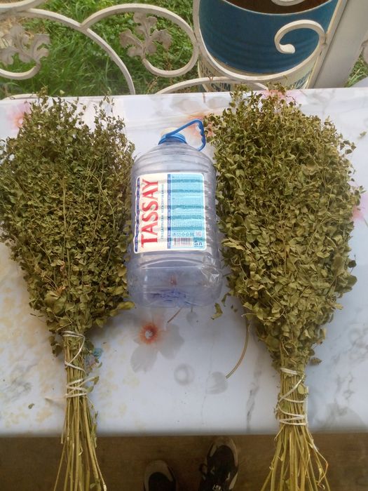 Продам веники дубовые