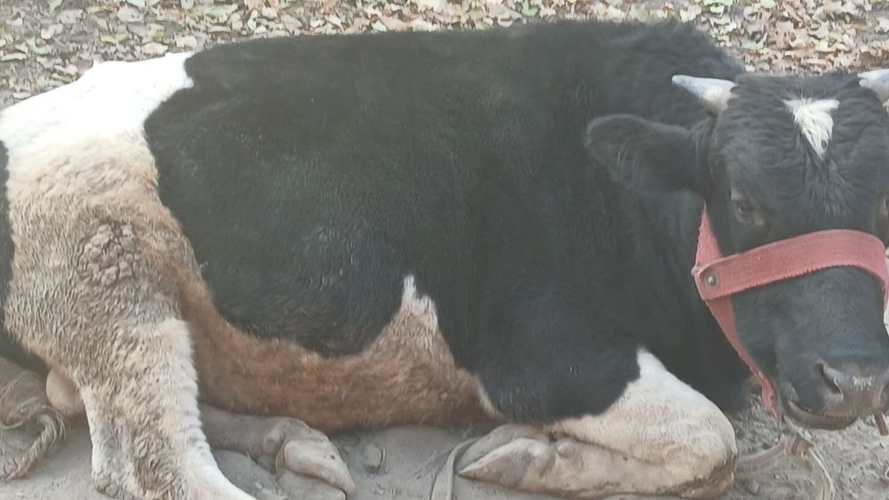 Букалар сотилади.