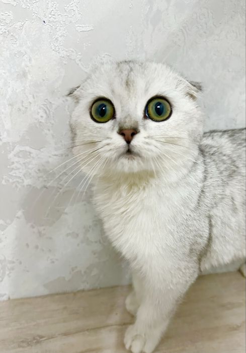 2 -3 oylik òğil bola shingshila