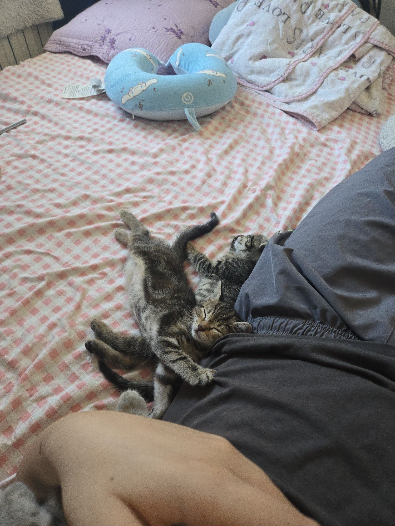 5 pui de pisica pentru adopție